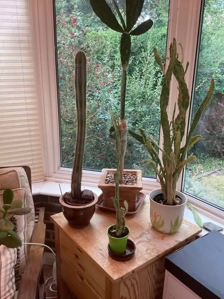 Photo of free Various cacti (Belmont SM2) #1