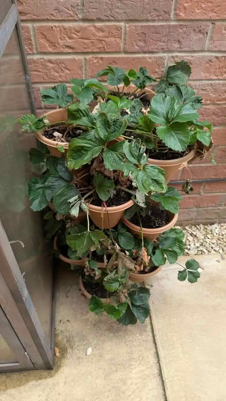 Photo of free Strawberries (Market Weighton) #1