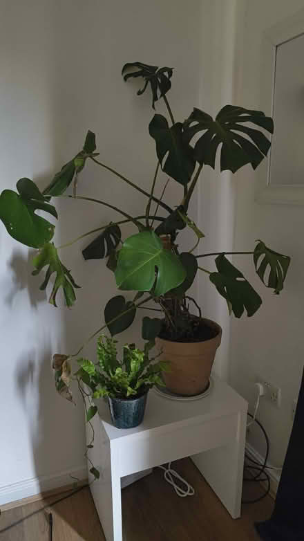 Photo of free monstera (E8 2RS) #1
