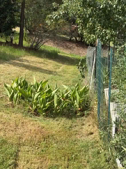 Photo of free Dig your own Canna Lilies (W Cary near Green Hope High) #1