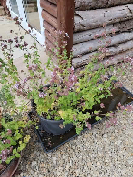 Photo of free Oregano plant (Northway OX3) #1