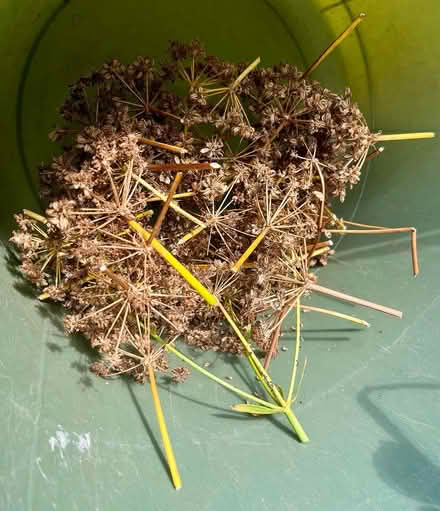 Photo of free Lovage/maggi seeds (Hatfield AL10) #3