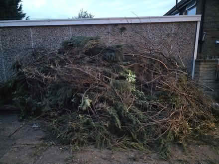Photo of free Garden Green Waste (Shirecliffe S5) #2