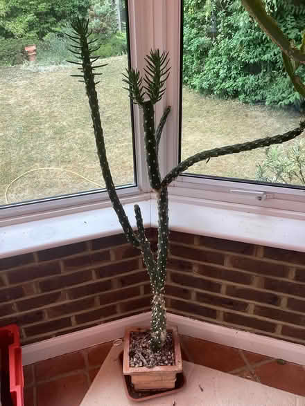 Photo of free Cacti (Belmont SM2) #2