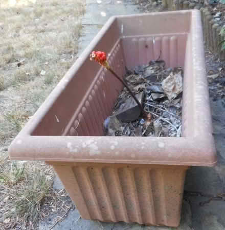 Photo of free Plastic Plant Container (East Croydon CR0) #3
