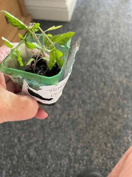 Photo of free 2 Small Tom plants (Welling DA16) #1