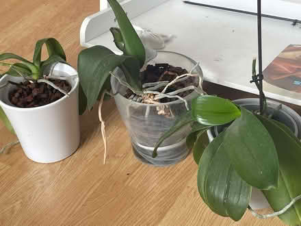 Photo of free Orchid plants - various sizes and bloom colours (Seven Dials BN1) #1