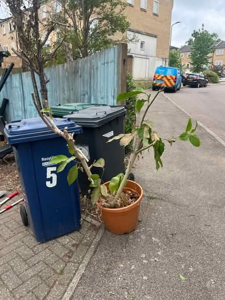 Photo of free Small Avacado tree (Barnet N11) #1