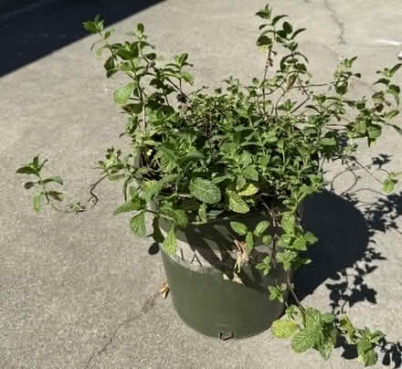 Photo of free Large Spearmint Plant (Cupertino - DeAnza and 280) #1