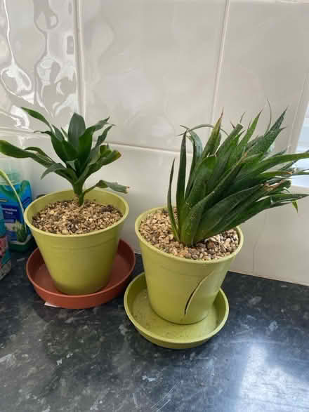 Photo of free Plants (Perdiswell WR3) #1