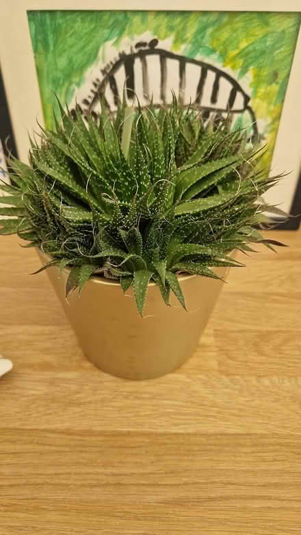Photo of free Potted plant which flowers annually (TN40 chantry Bexhill) #2