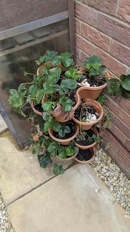 Photo of free Strawberries (Market Weighton) #2