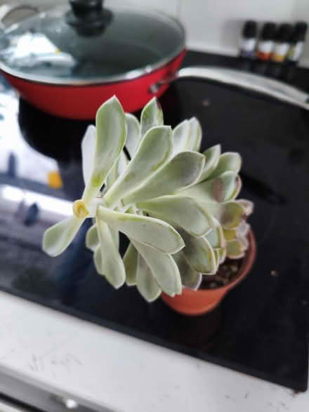 Photo of free Succulent plan (Golders green NW11) #3
