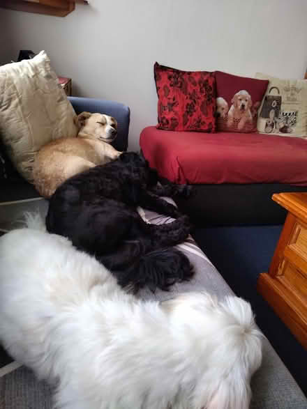 Photo of free Black lounge & storage ottoman (Whalan. NSW 2770) #1