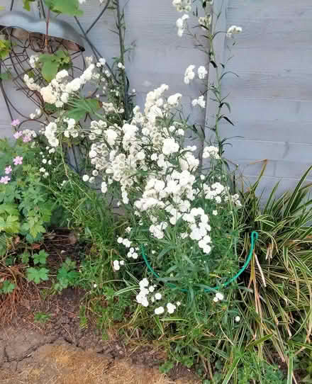Photo of free Pearl Plant (Achillea ptarmica) (Shenley Lodge MK5) #2