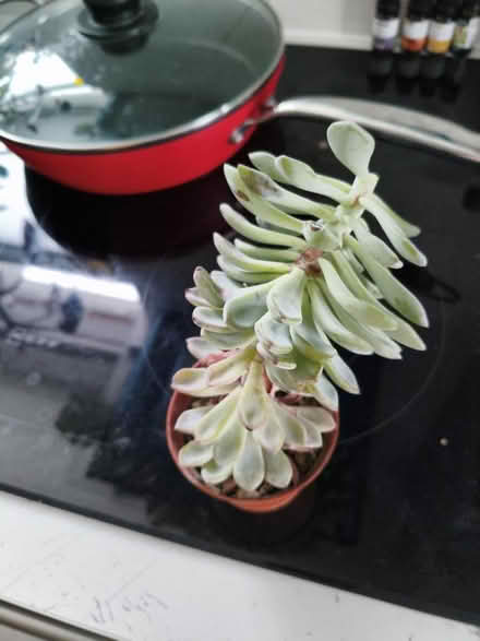 Photo of free Succulent plan (Golders green NW11) #1