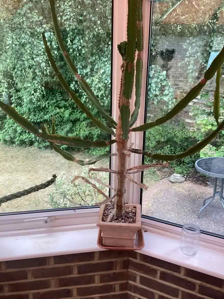 Photo of free Cacti (Belmont SM2) #1