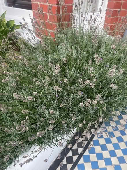 Photo of free Trimming lavender (Dyke Road area BN1) #1