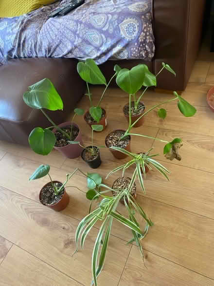 Photo of free Plants (Swiss Cheese and Spider) (Perdiswell WR3) #1