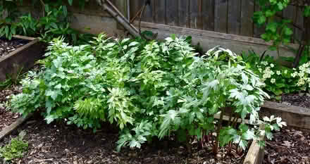 Photo of free Lovage/maggi seeds (Hatfield AL10) #2