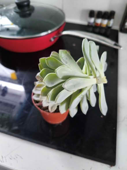 Photo of free Succulent plan (Golders green NW11) #2