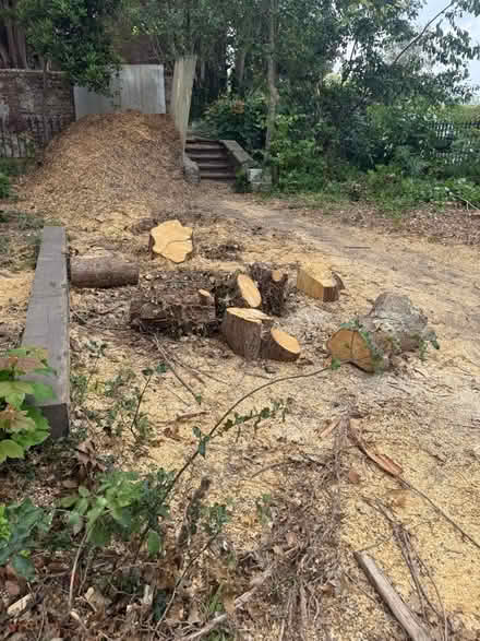 Photo of free Logs and wood chipping (Eastbourne BN21) #1
