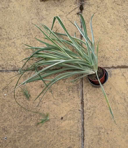 Photo of free Spider plants (Chesham HP5) #3