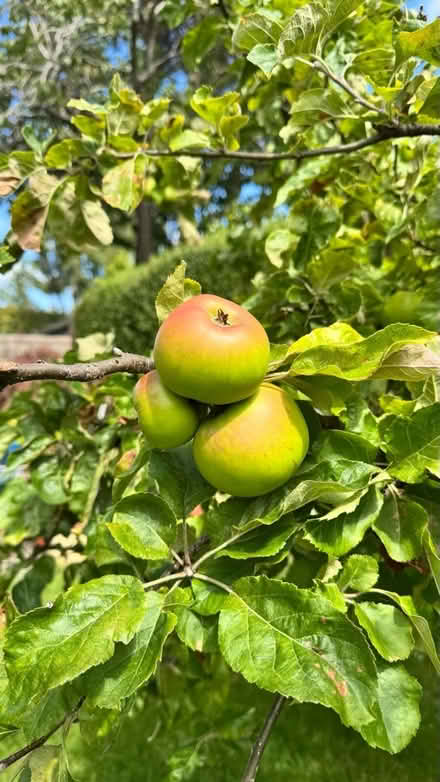 Photo of free cooking apples in Liberton (Liberton EH16) #2