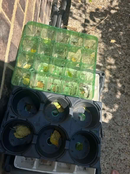Photo of free Plant pots various sizes (ME15 8) #4