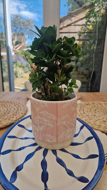 Photo of free Flowering plant (TN40 chantry Bexhill) #1