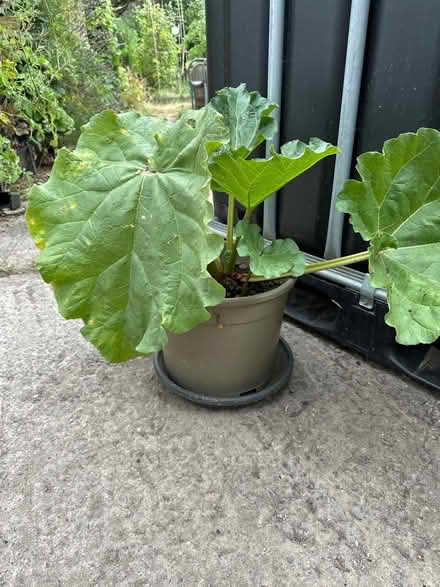 Photo of free Rhubarb plant (Peasedown St John BA28DX) #1