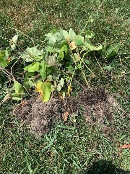 Photo of free Ready to Bloom! 🌸 (East Side St. Charles) #1