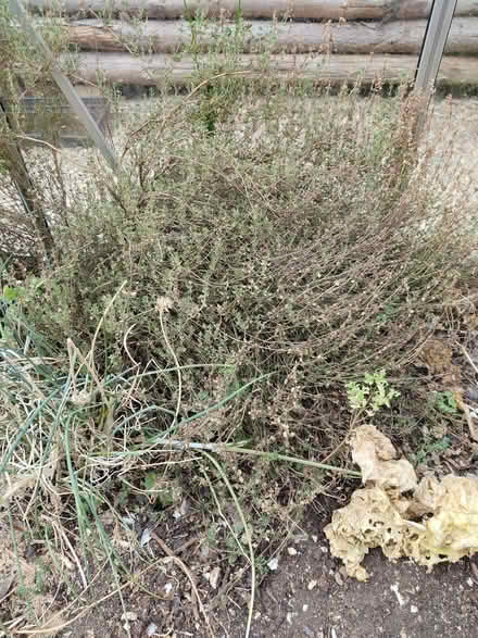 Photo of free Thyme (Northway OX3) #1