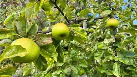 Photo of free cooking apples in Liberton (Liberton EH16) #1