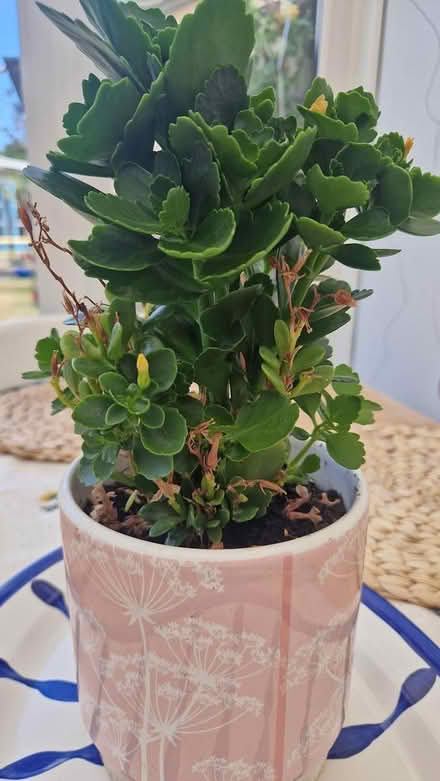 Photo of free Flowering plant (TN40 chantry Bexhill) #3