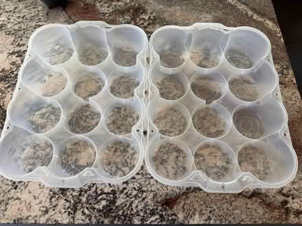 Photo of free Large 12 Compartment Storage Bin (Lafayette) #3