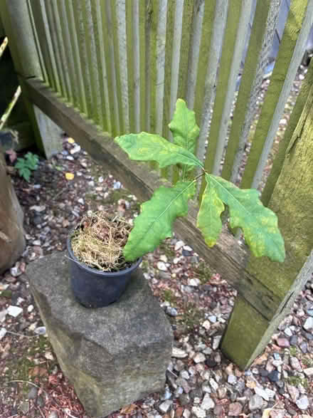 Photo of free Oak tree saplings (Cupar KY15) #1