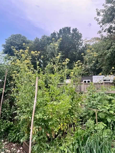 Photo of free Lovage/maggi seeds (Hatfield AL10) #1