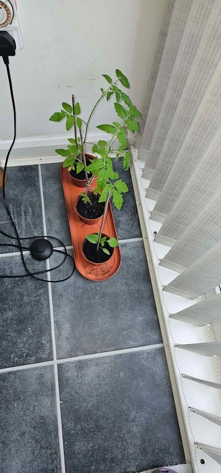 Photo of free Tomato plants and Pepper plant. (Beswick M11) #1