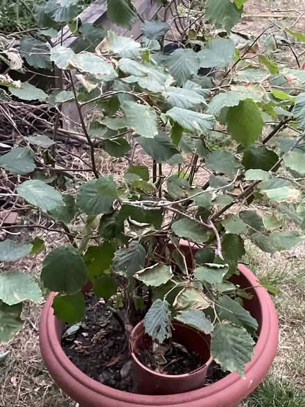 Photo of free Walnut or hazel nut tree (Upper clapton E5) #3