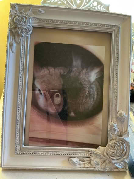 Photo of free Solid pine three story rabbit villa (California IP4) #3