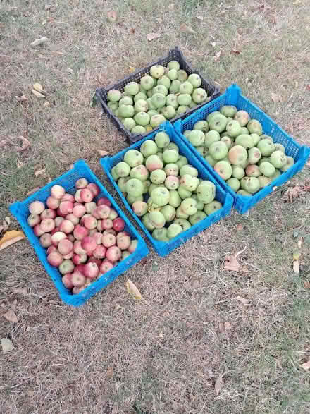 Photo of free Fallen Apples for juicing/cider or feeding to animals (Causeway End MK43) #1