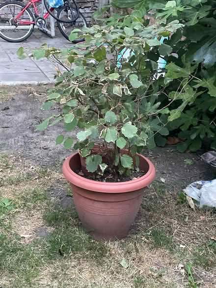 Photo of free Walnut or hazel nut tree (Upper clapton E5) #1