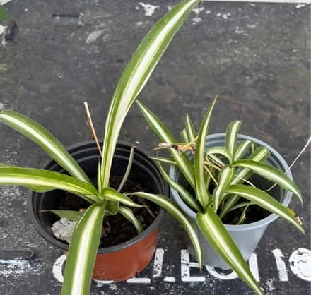 Photo of free Spider plants (Westbury BA13) #1