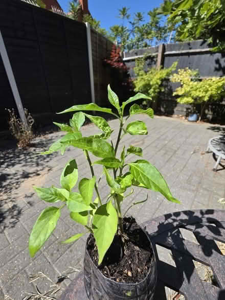 Photo of free Bird eye chilly plants x4 (Off Shooters Hill Road SE18) #1