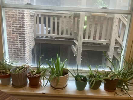 Photo of free Aloe family with small scale issue (Edgewater) #1