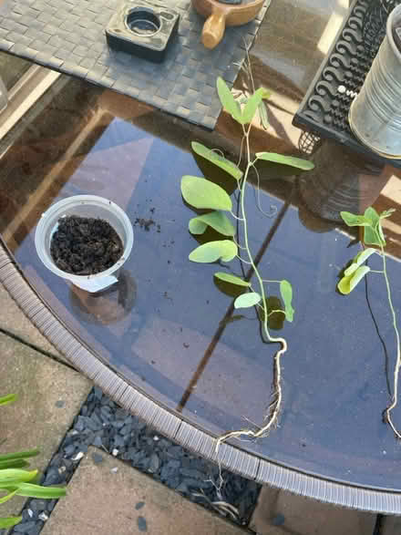 Photo of free 2x passion flower roots (Welling DA16) #1