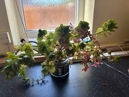 Photo of free Kalanchoe houseplant (Banstead SM7) #1