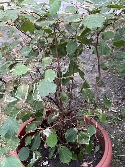 Photo of free Walnut or hazel nut tree (Upper clapton E5) #2