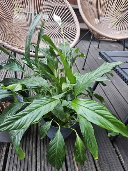 Photo of free House Plants (Heckmondwike) #2